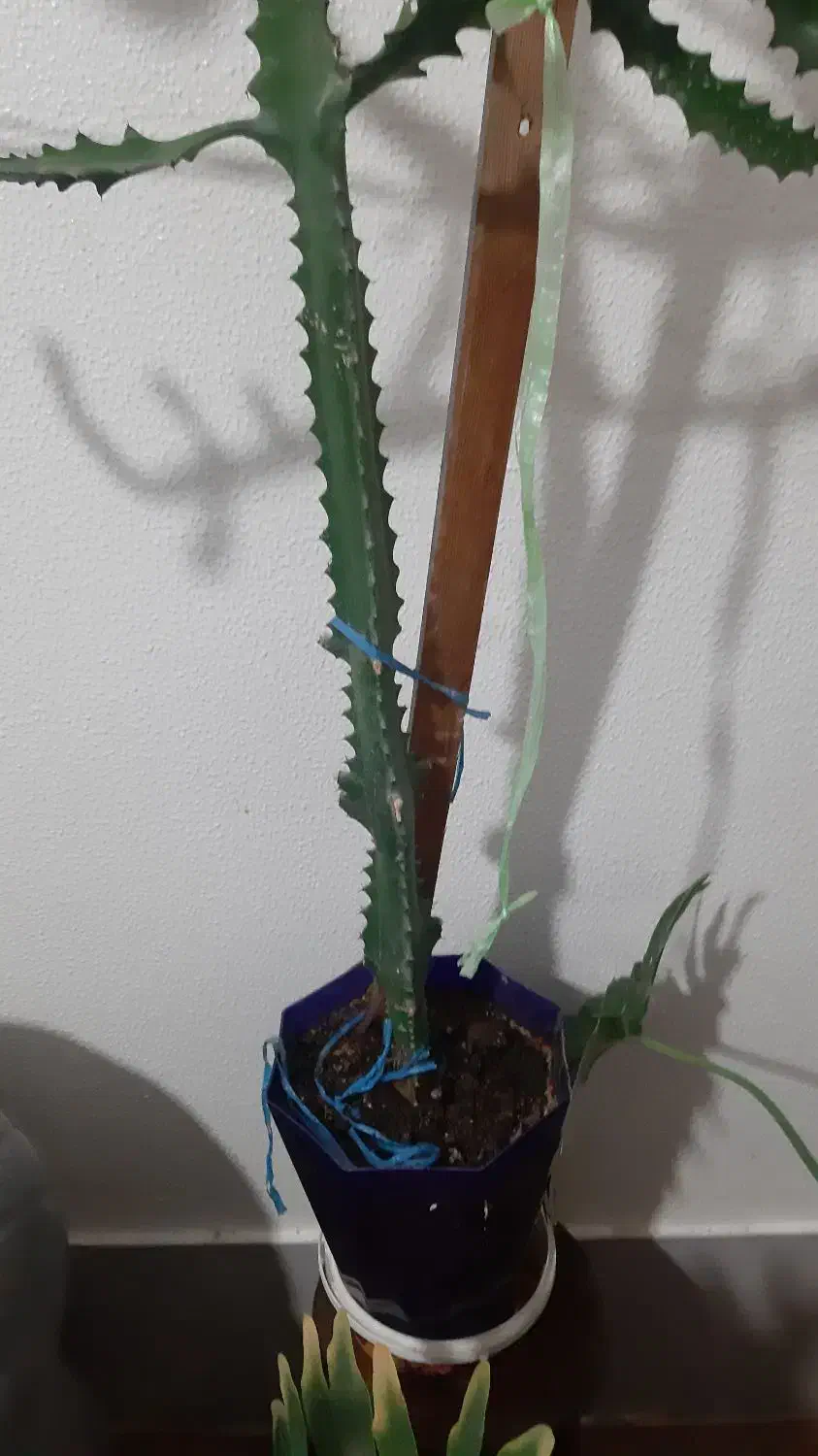 گل کاکتوس|گل و گیاه طبیعی|شاهینشهر, گزبرخوار|دیوار