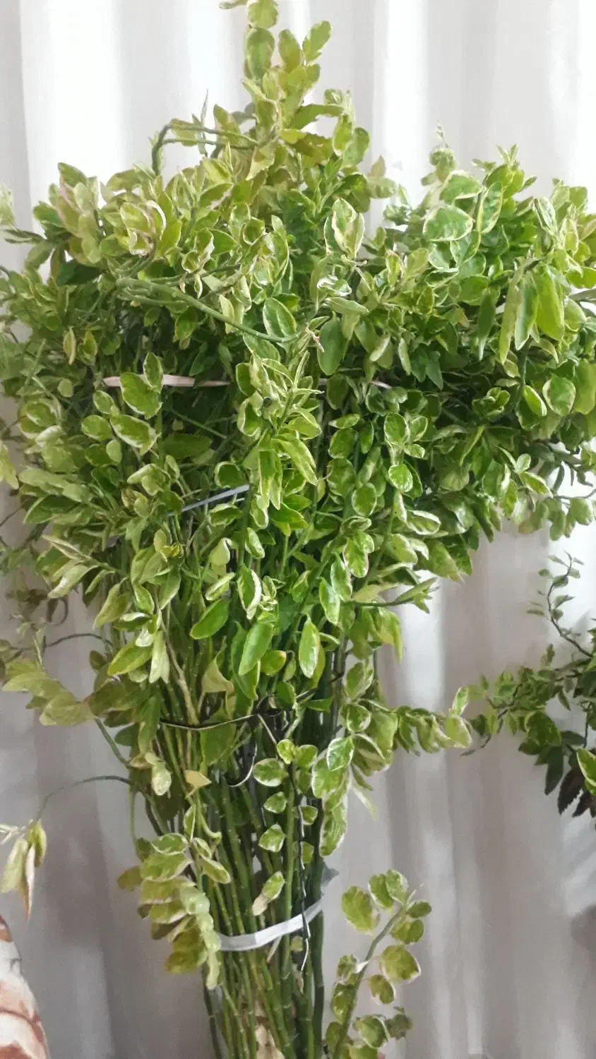 گل آپارتمانی|گل و گیاه طبیعی|فلاورجان, |دیوار