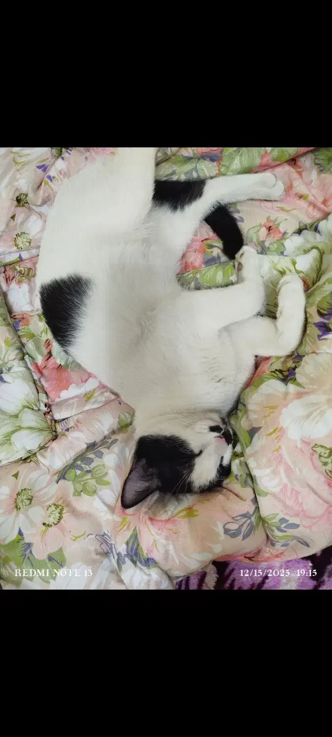 گربه|گربه|ارومیه, |دیوار