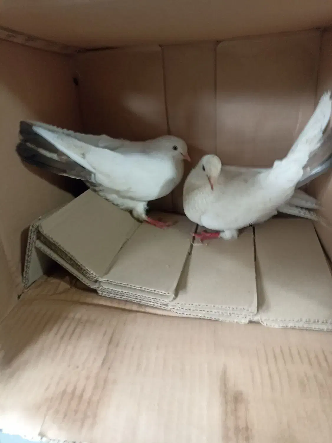 کبوتر جفت اصل و نسب دار|پرنده|رشت, یخسازی|دیوار