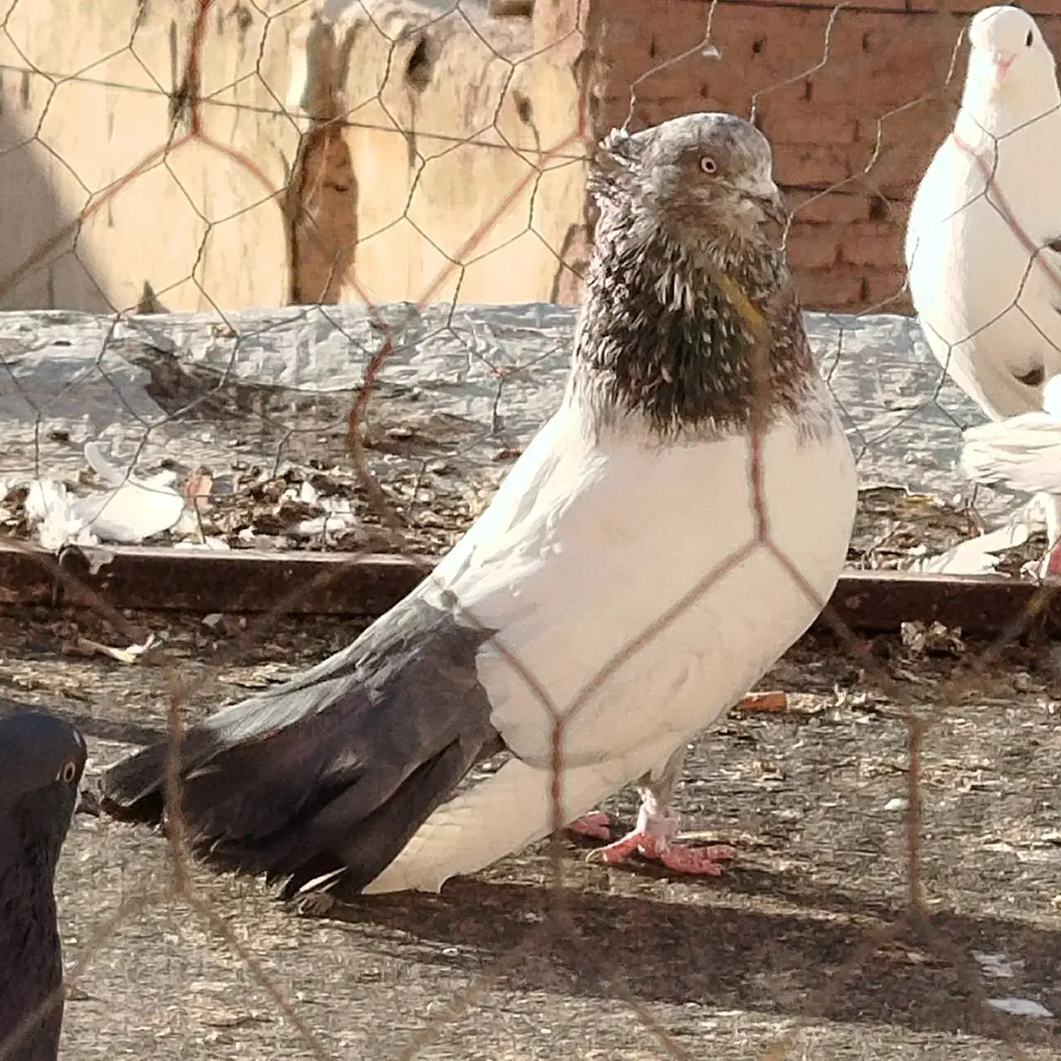 کله دم|پرنده|سمنان, |دیوار