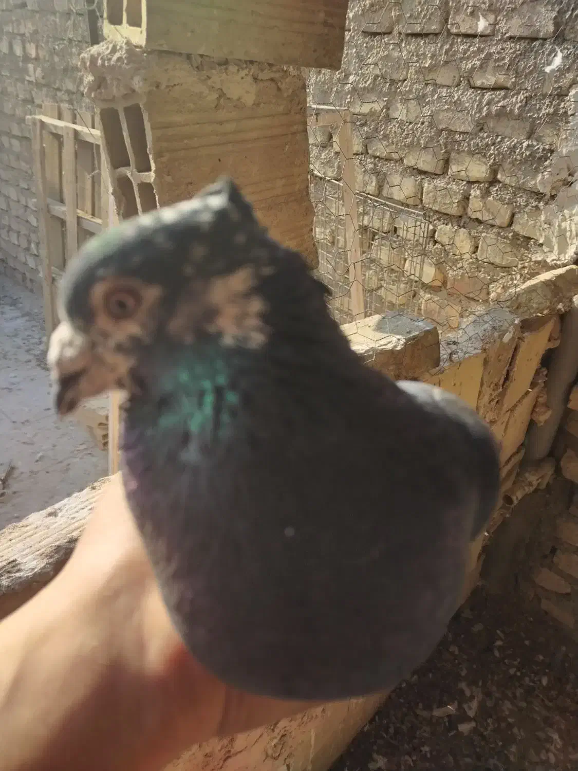 نر زاجر|پرنده|یزد, |دیوار