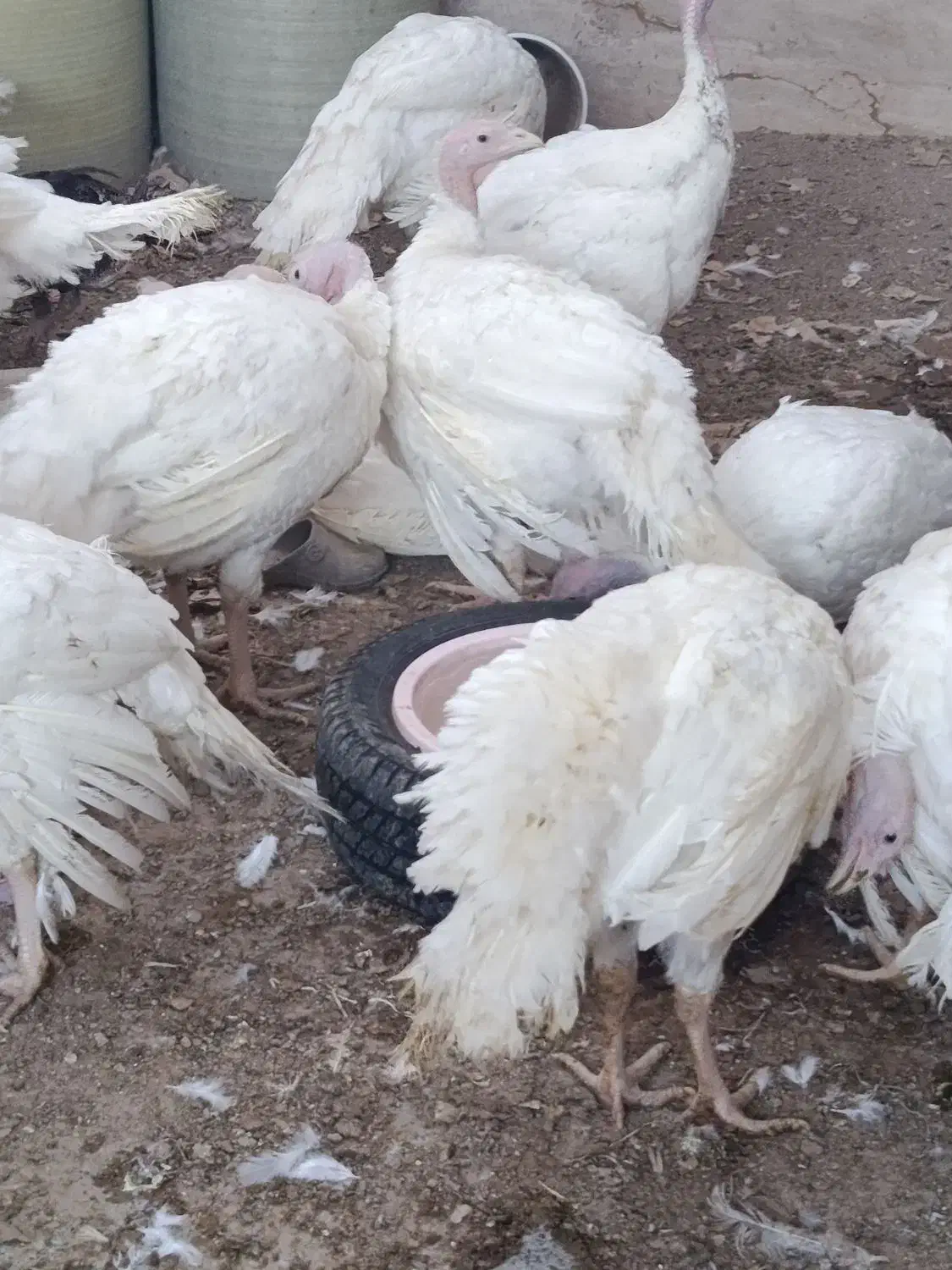 بوقلمون پرواری زنده  (خانه طیورچهارراه پادگان|حیوانات مزرعه|زابل, |دیوار