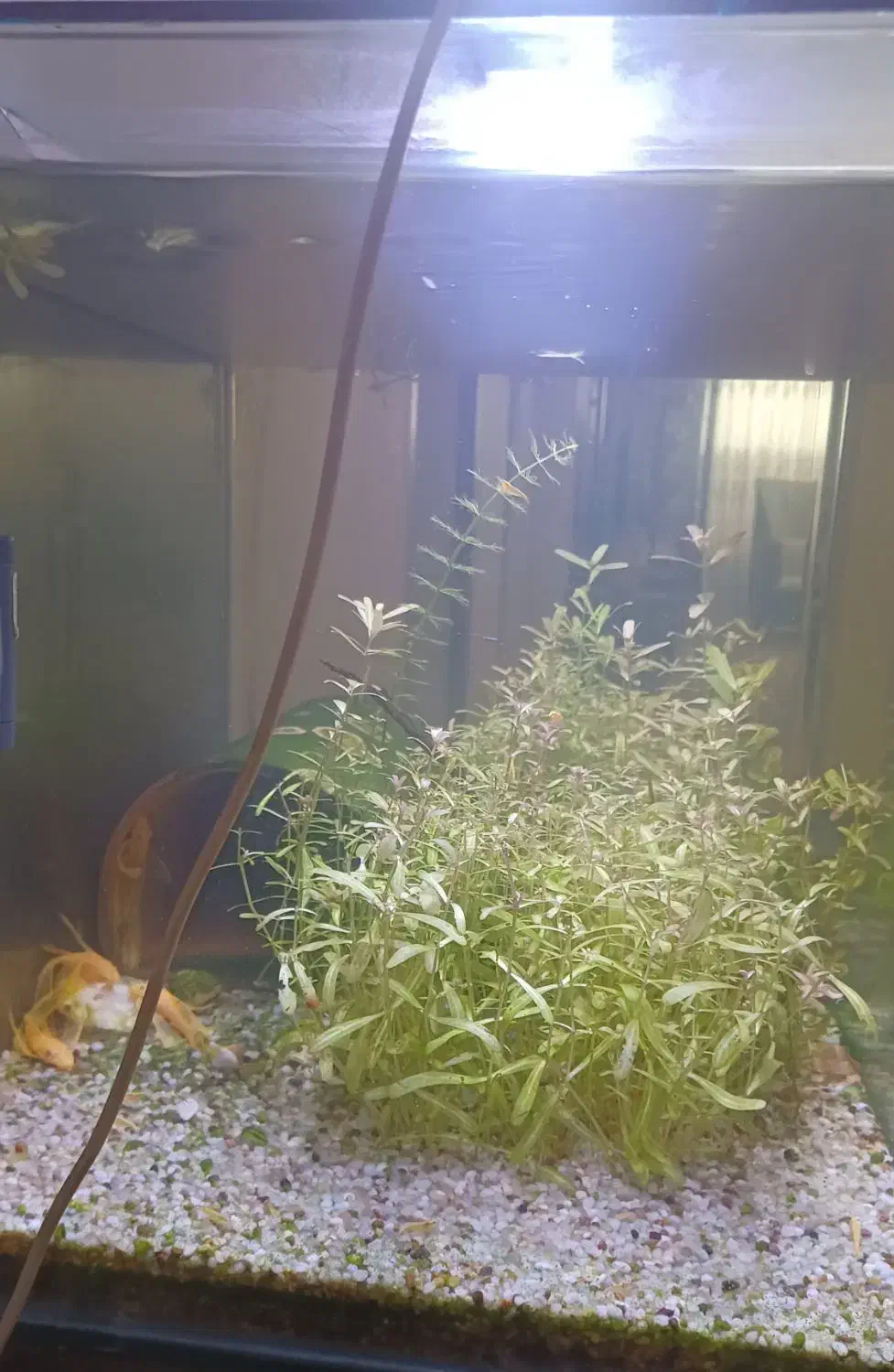 آکواریوم شیشه خمه ماهیران ۵۰×۳۴×۳۴|ماهی|کرمانشاه, |دیوار