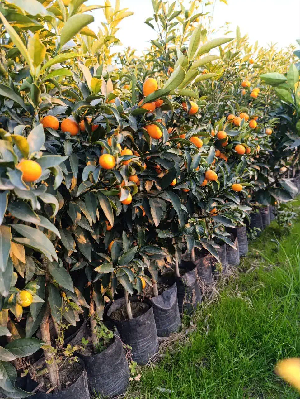 نهال کامکوات مرکبات کامکوات سوپر باردار صادراتی|خدمات باغبانی و درختکاری|قائمشهر, |دیوار