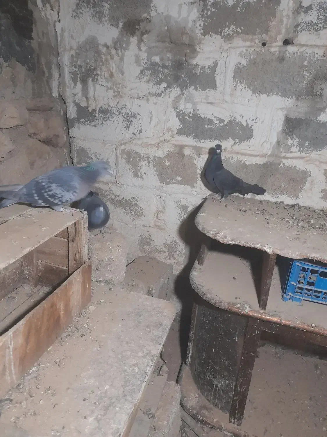 کبوتر پلاکی دورگ|پرنده|بهبهان, |دیوار