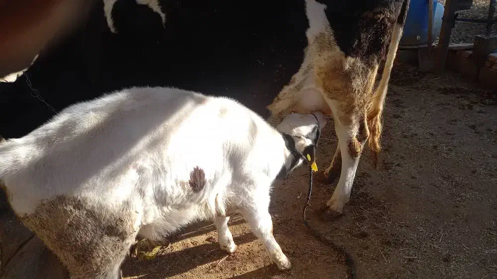 گاو|حیوانات مزرعه|لردگان, |دیوار