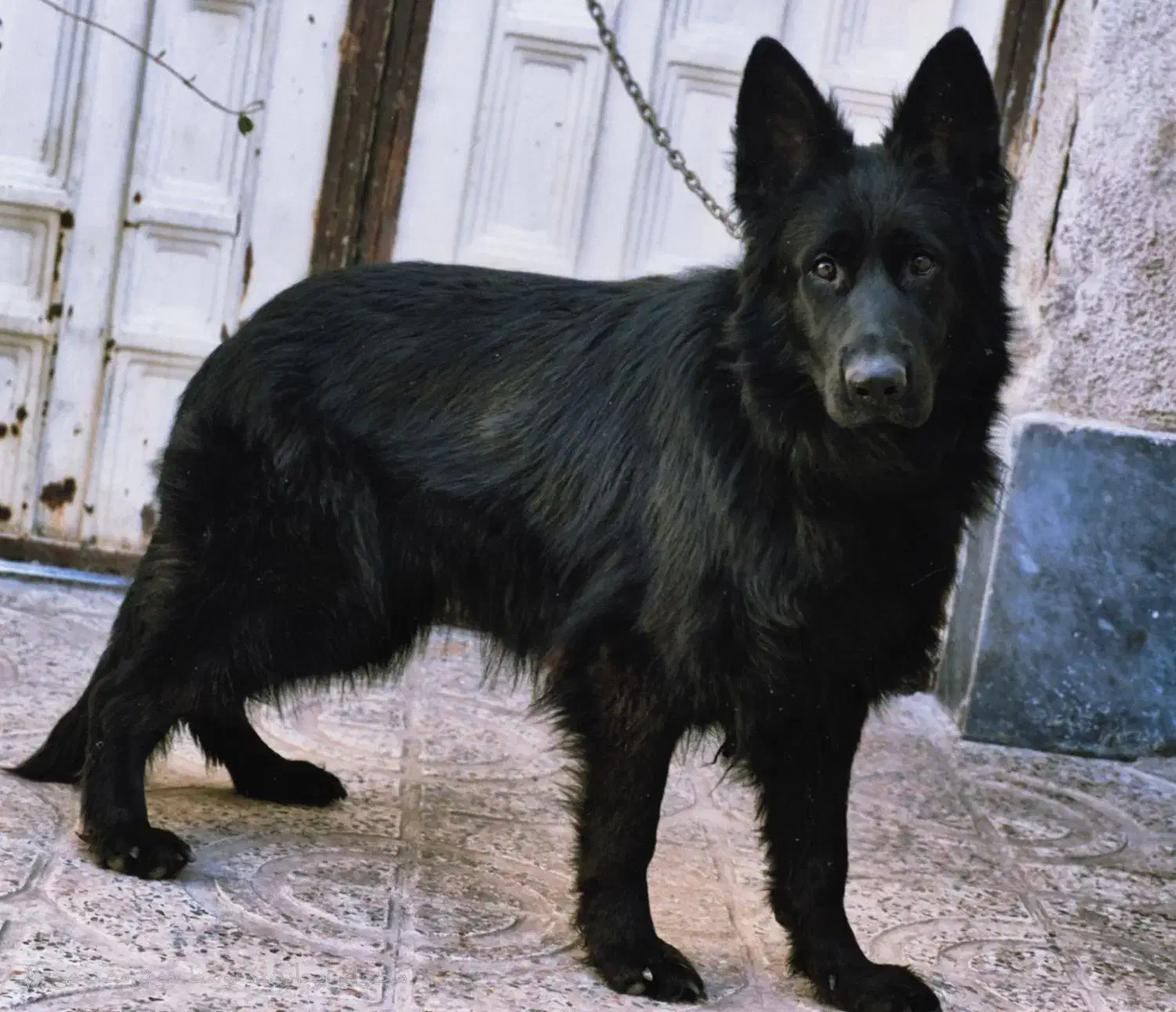 ژرمن بلک ماده شجره فوقالعاده|سگ|کرج, فاز ۴ مهرشهر|دیوار