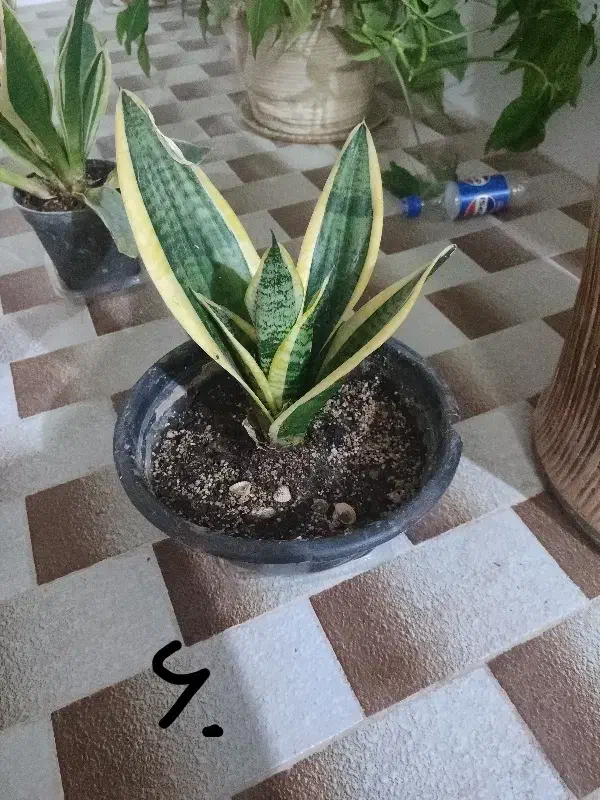 تعدادی گل ارزان|گل و گیاه طبیعی|میبد, |دیوار