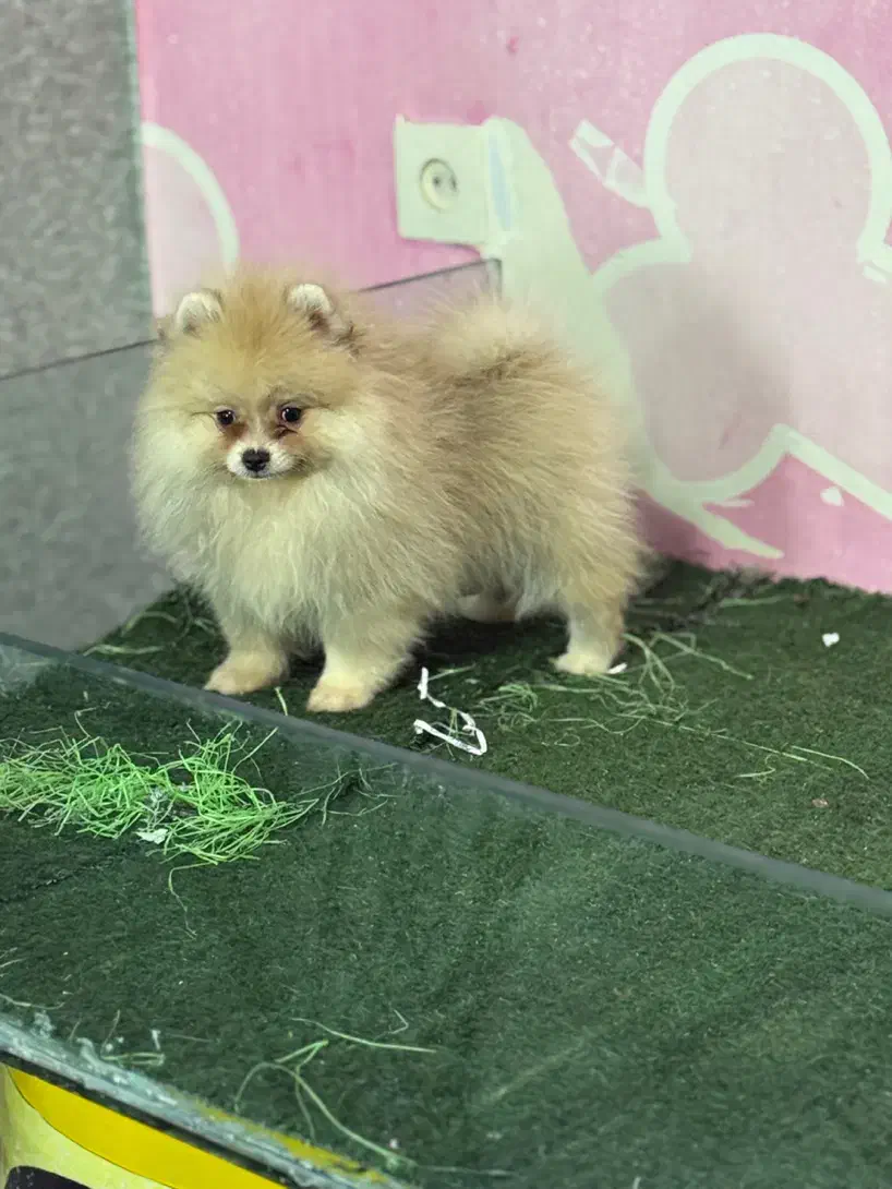 پامرانین خرسی|سگ|تهران, گلستان (شهرک راه آهن)|دیوار