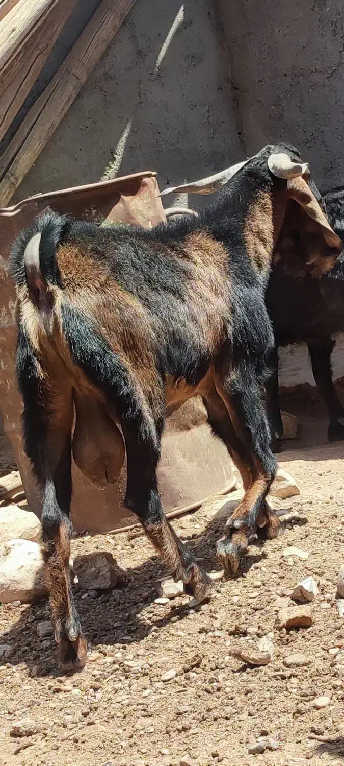 نر بز یک سال و سه چهار ماه درشت اندام و نژاد خوب|حیوانات مزرعه|دهلران, |دیوار