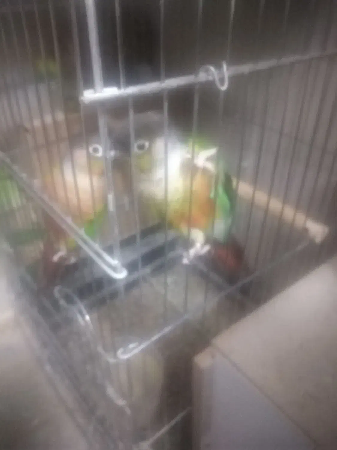 سه جفت گرینجیک فروشی و یک جفت ملنگو|پرنده|ارومیه, |دیوار