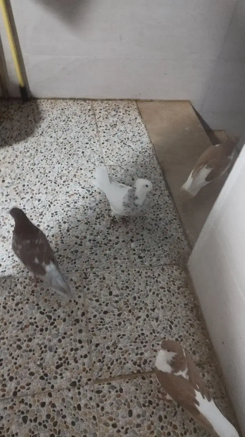 فروش کبوتر|پرنده|بهبهان, |دیوار