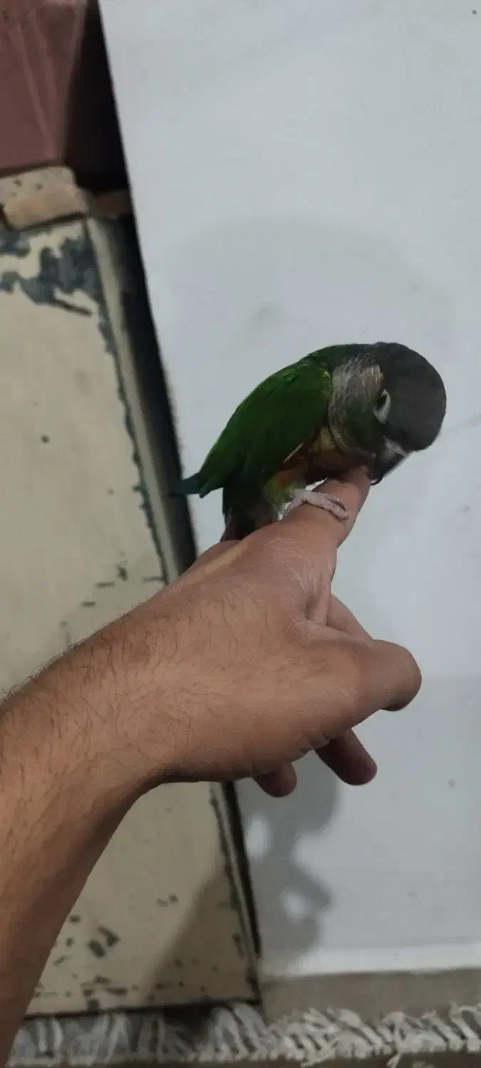 گرینچیک قناری ملنگو مرغ عشق|پرنده|قرچک, باقرآباد|دیوار