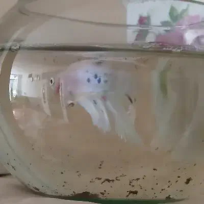 دو جفت ماهی فایتر کلکسیونی کمیاب|ماهی|مشهد, سازمان آب|دیوار