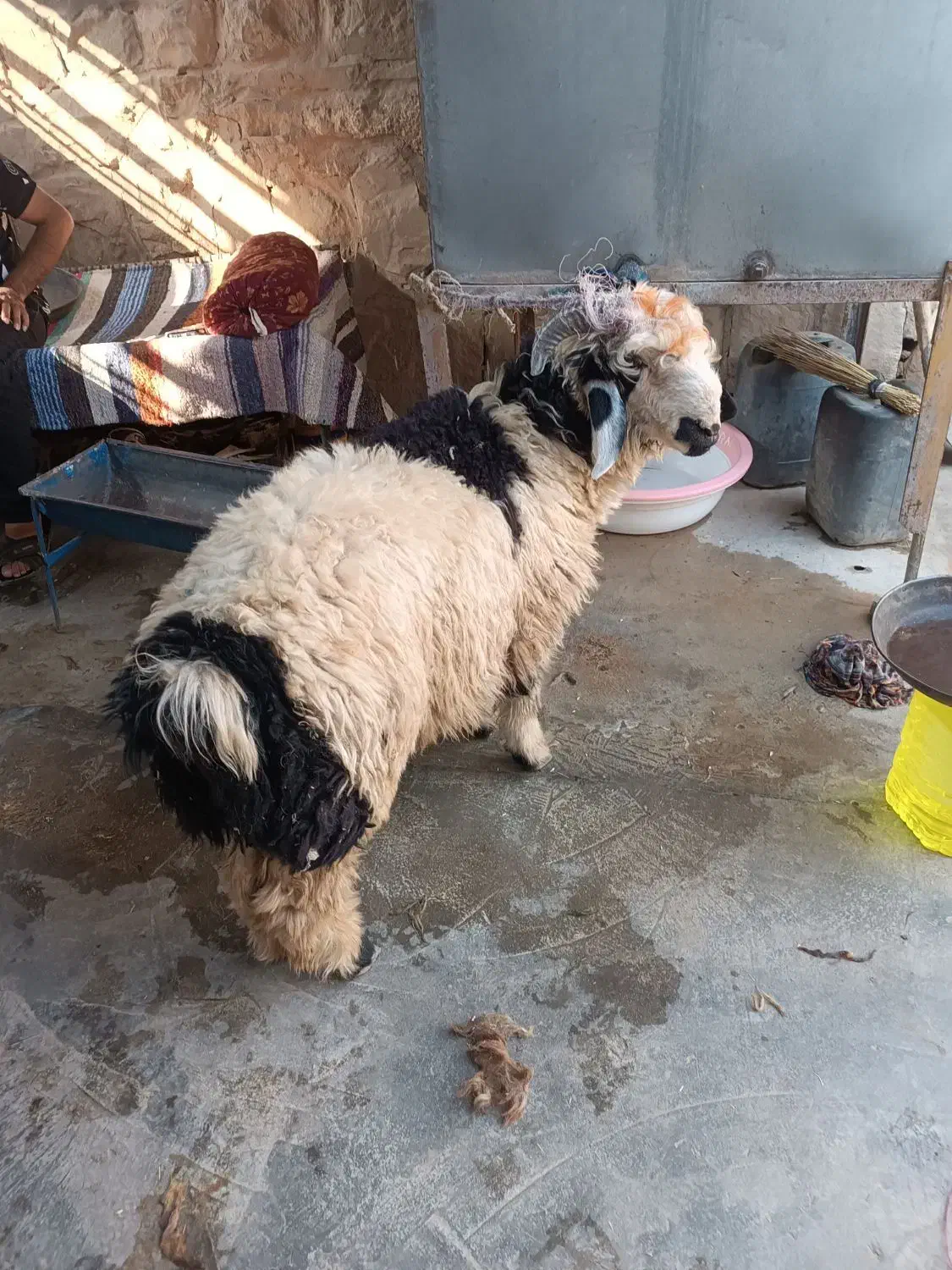 بره نر|حیوانات مزرعه|مسجد سلیمان, |دیوار