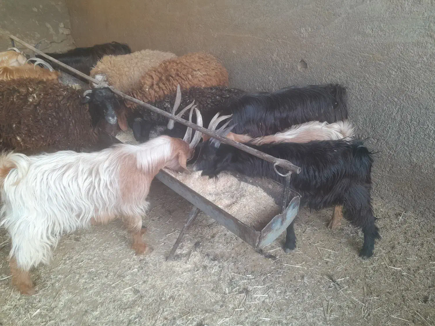 بزغاله|حیوانات مزرعه|شاهدشهر, |دیوار