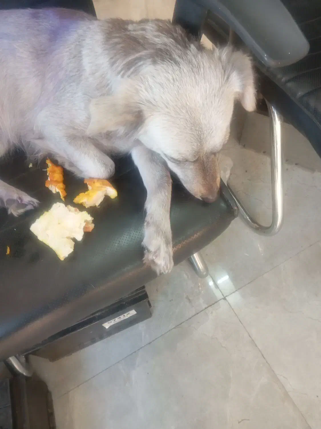 سگ رام رایگان|سگ|تهران, بیسیم|دیوار