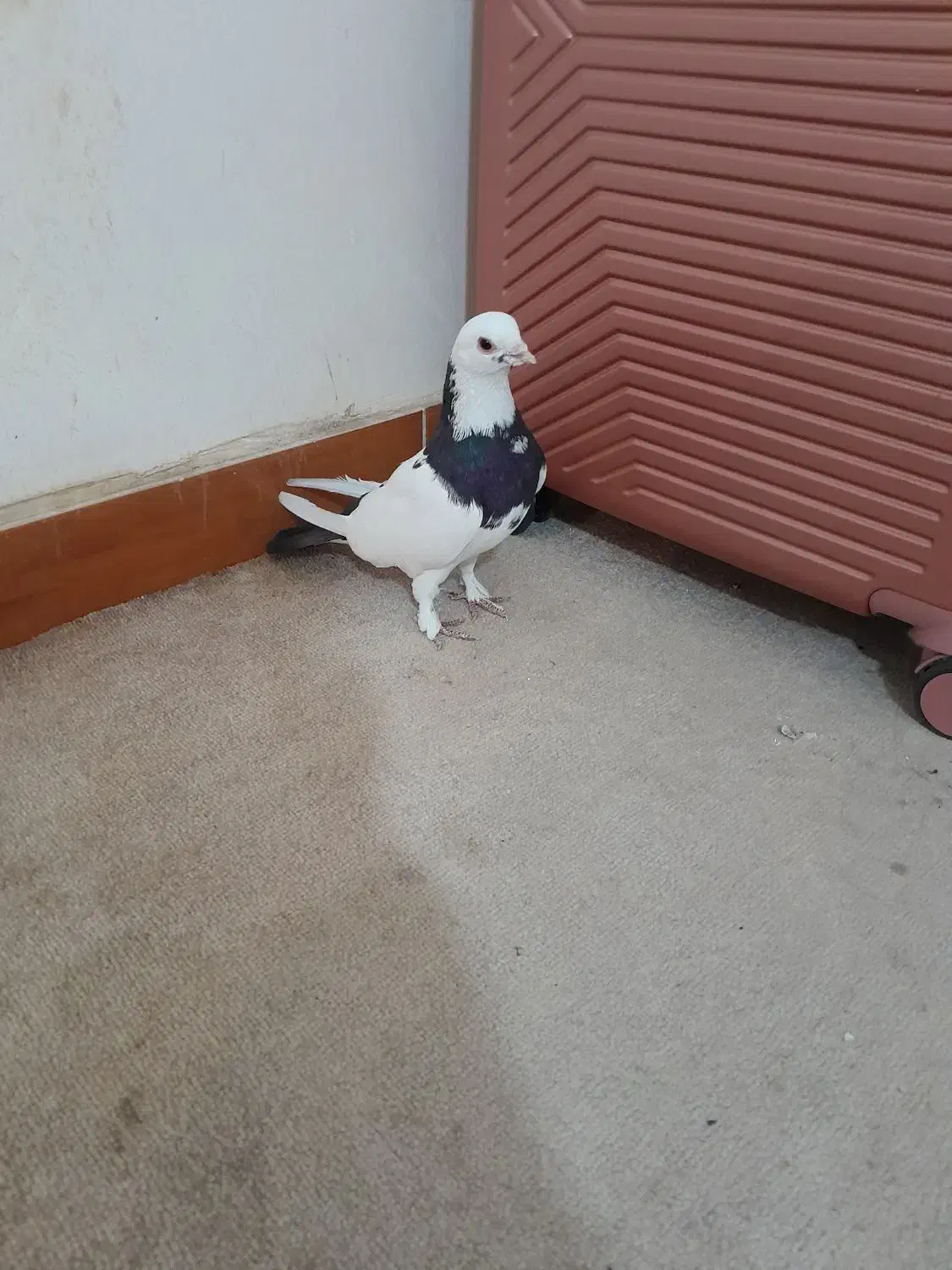 کبوتر|پرنده|اردبیل, |دیوار