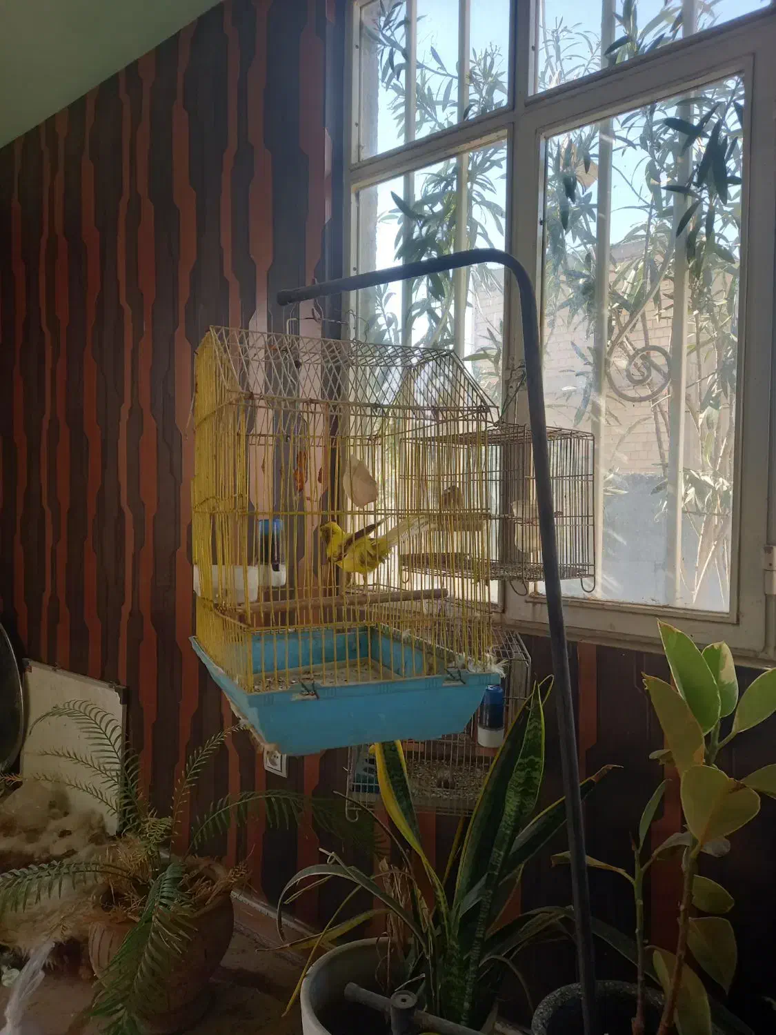 قناری رسمی|پرنده|وحیدیه, |دیوار