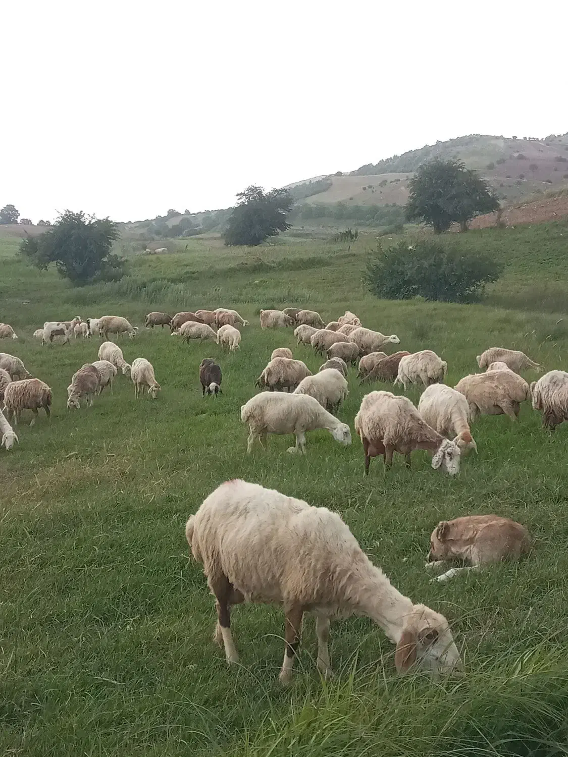 پشم زدن گوسفند|لوازم جانبی حیوانات|آشخانه, |دیوار