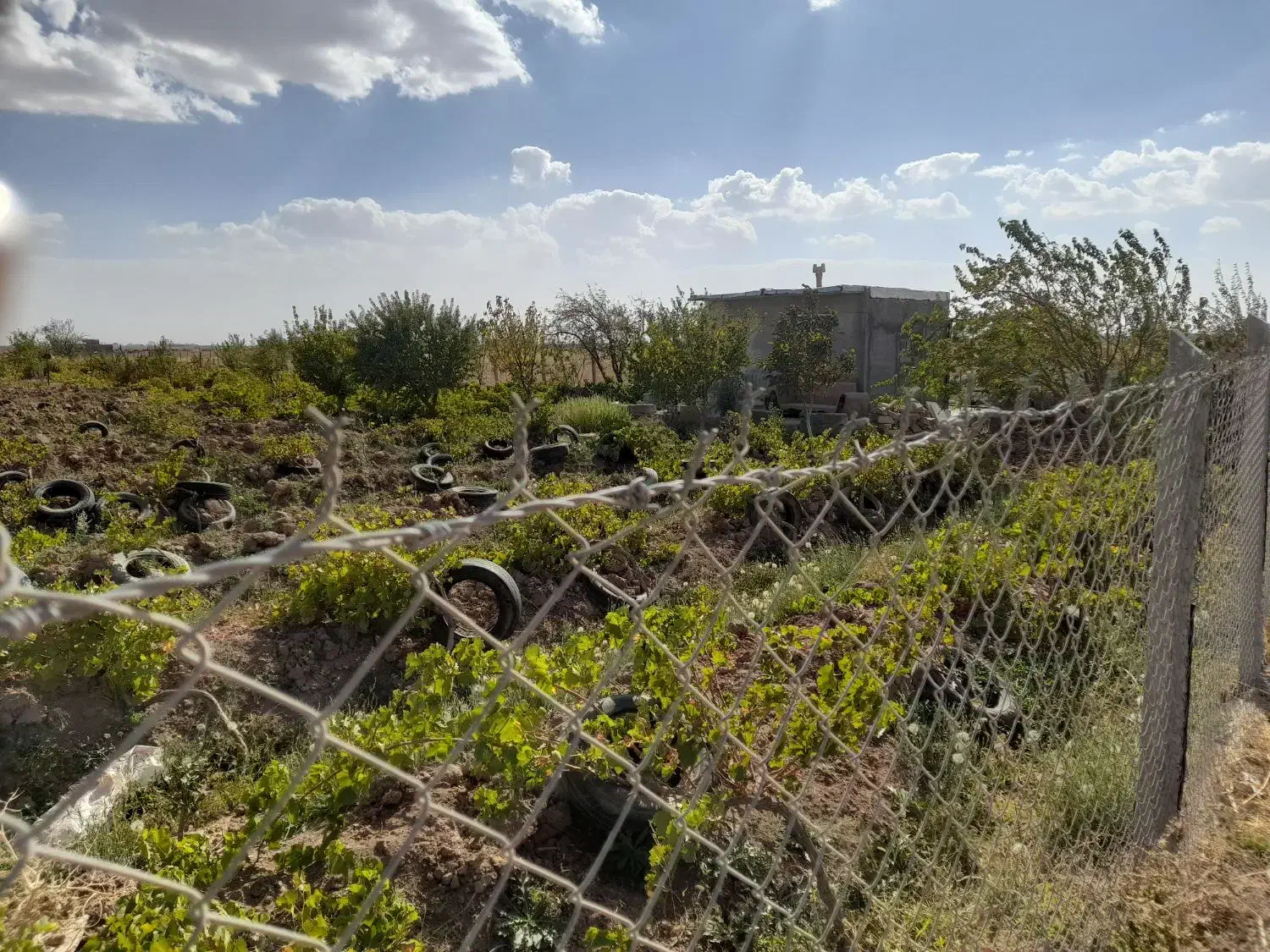 باغ ثمرده در آبخوره با سهم آب|فروش دفتر صنعتی، کشاورزی، تجاری|دشتابی, |دیوار