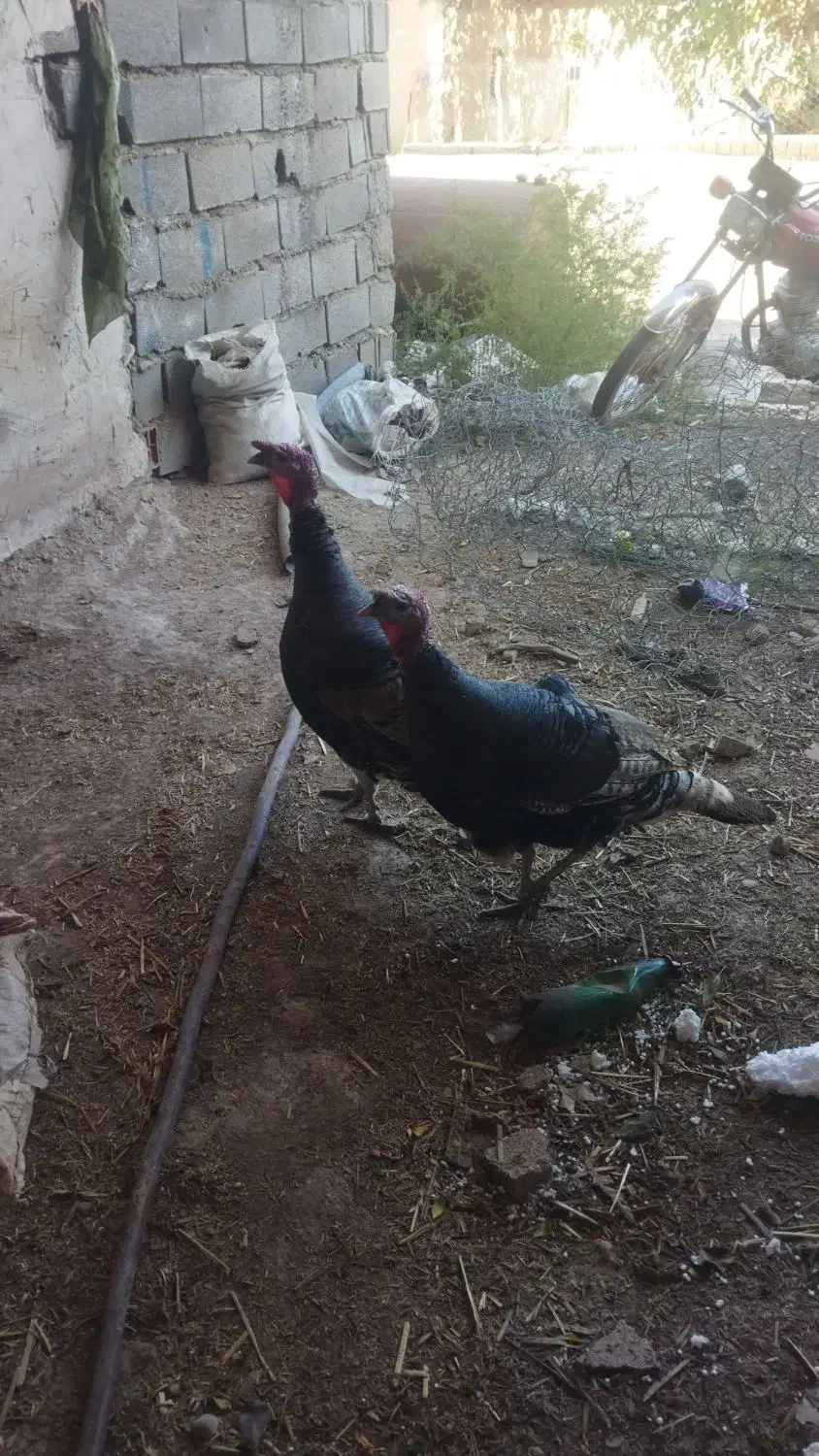 بوقلمون|حیوانات مزرعه|دوزین, |دیوار