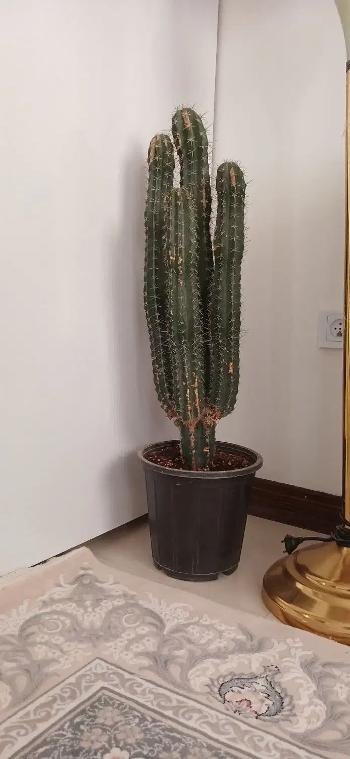 کاکتوس|گل و گیاه طبیعی|خرمدره, |دیوار