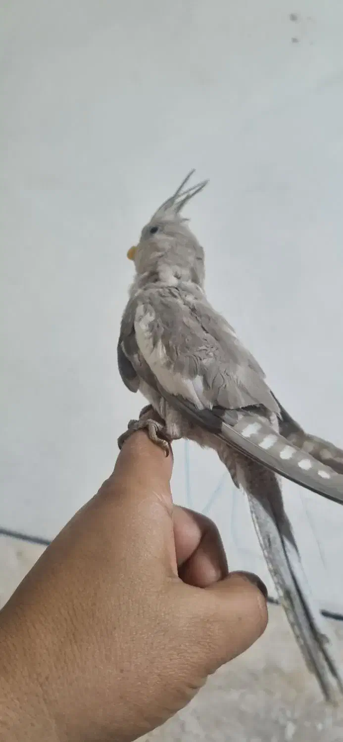 عروس هلندی|پرنده|مرودشت, بیست متری بیمارستان|دیوار