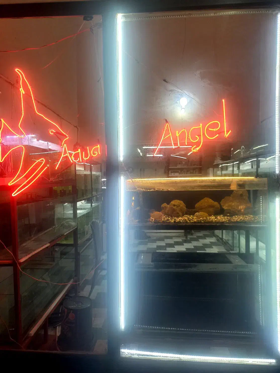 آکواریوم آنجل|ماهی|خوی, |دیوار