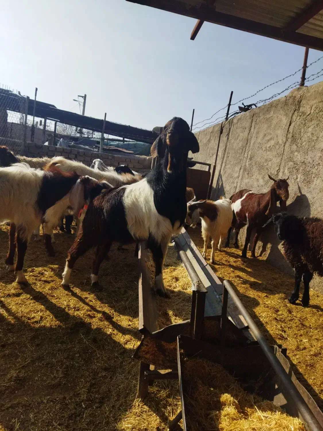 نر بز|حیوانات مزرعه|پیشوا, |دیوار