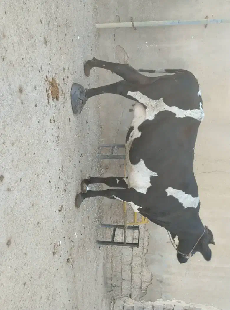 گاو آبستن ۸ماه در شادگان|حیوانات مزرعه|اهواز, امانیه|دیوار