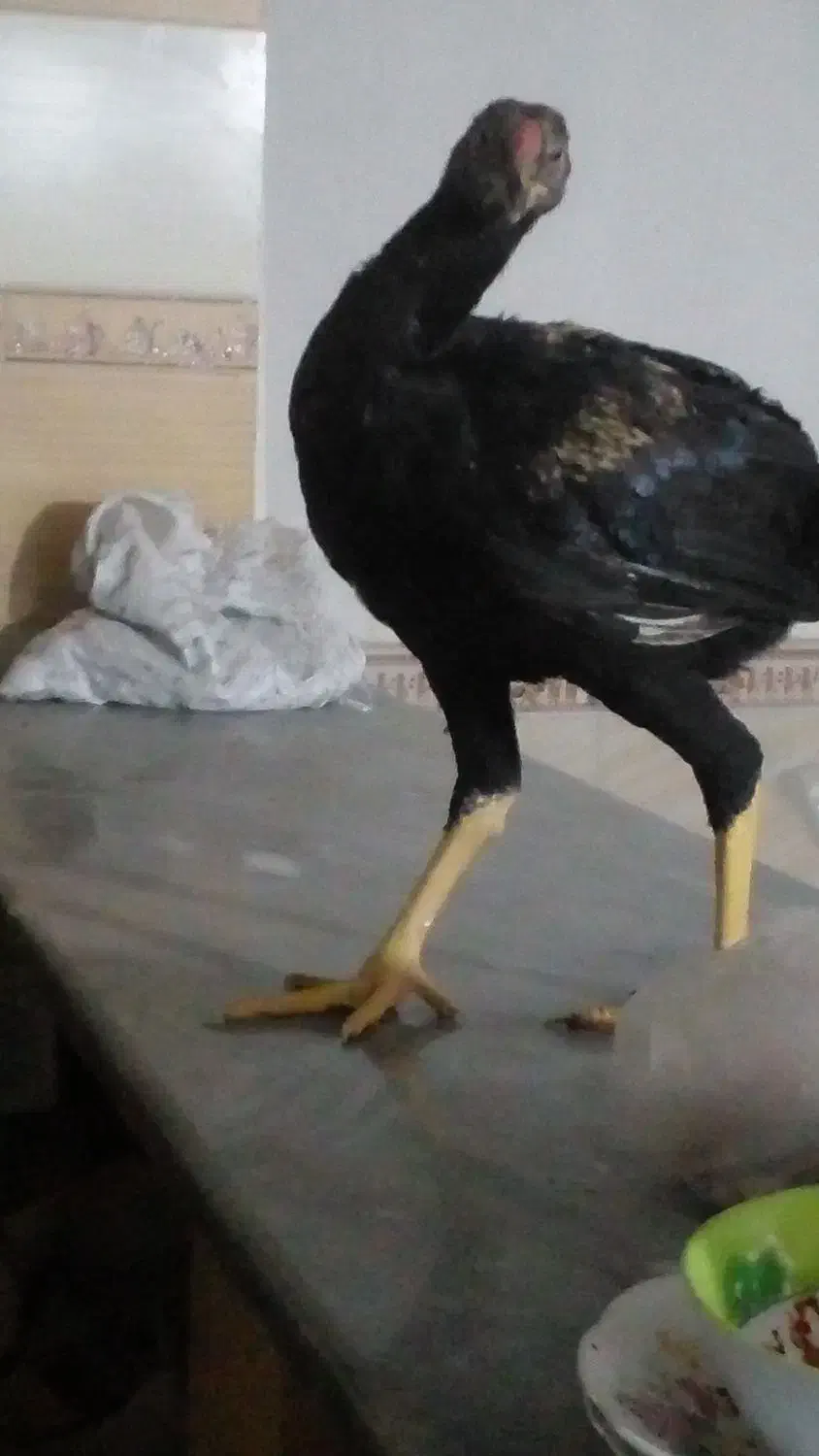 لاری ۸ ماهه|حیوانات مزرعه|اقبالیه, |دیوار