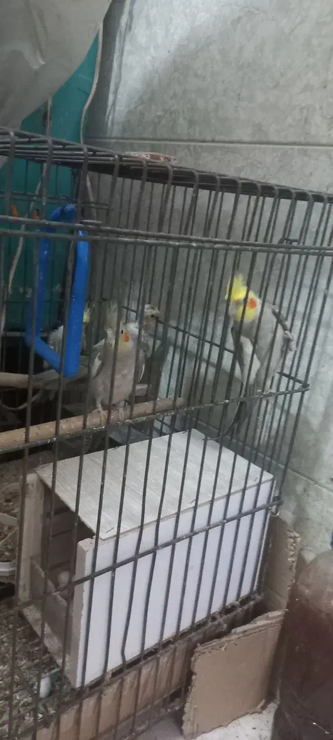 یک جفت عروس هلندی بایک عدد جوجه باقفس بزرگ|پرنده|کوهسار (البرز), |دیوار