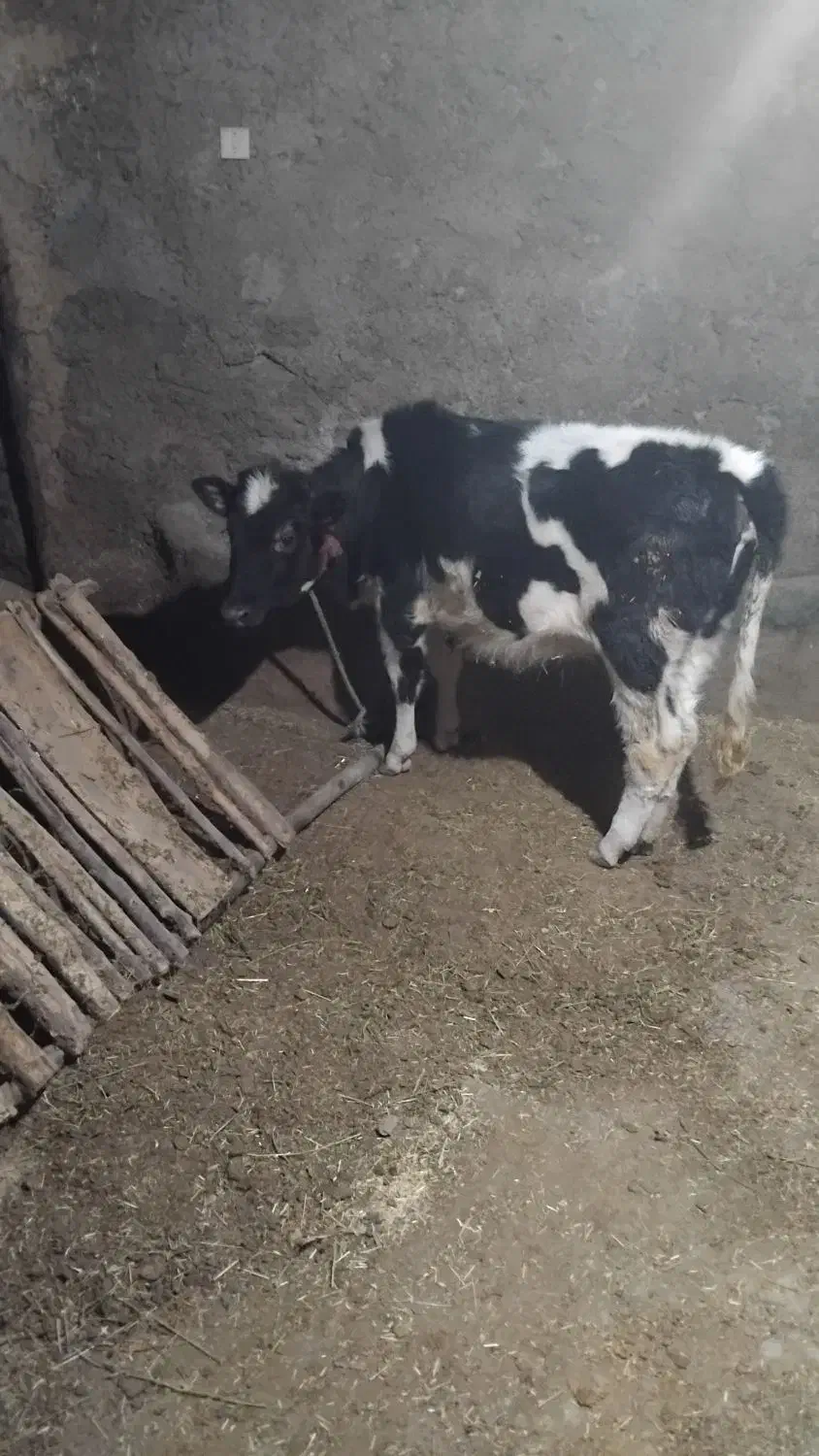 گوساله هلشتایین|حیوانات مزرعه|ورزقان, |دیوار