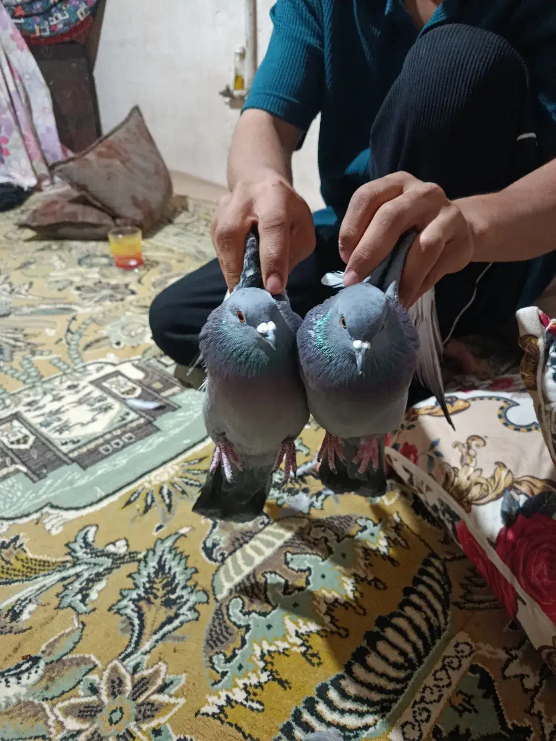 کبوتر جفت|پرنده|مینودشت, |دیوار