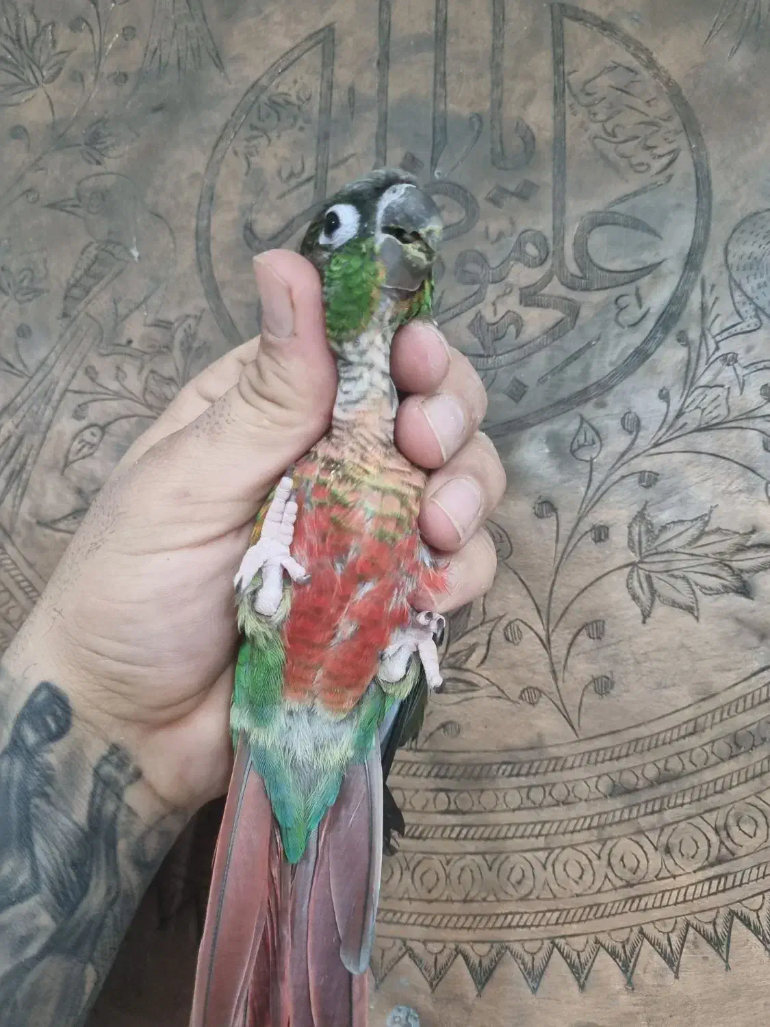 جفت گرینچک جوجه برزیلی|پرنده|قرچک, زیبا شهر|دیوار