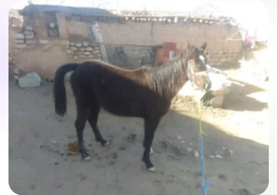 اسب|اسب و تجهیزات اسبسواری|جلگه شوقان, |دیوار