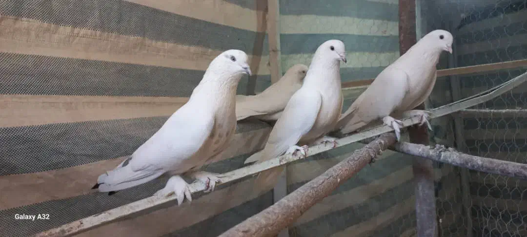 کبوتر سفید پر|پرنده|جونقان, |دیوار