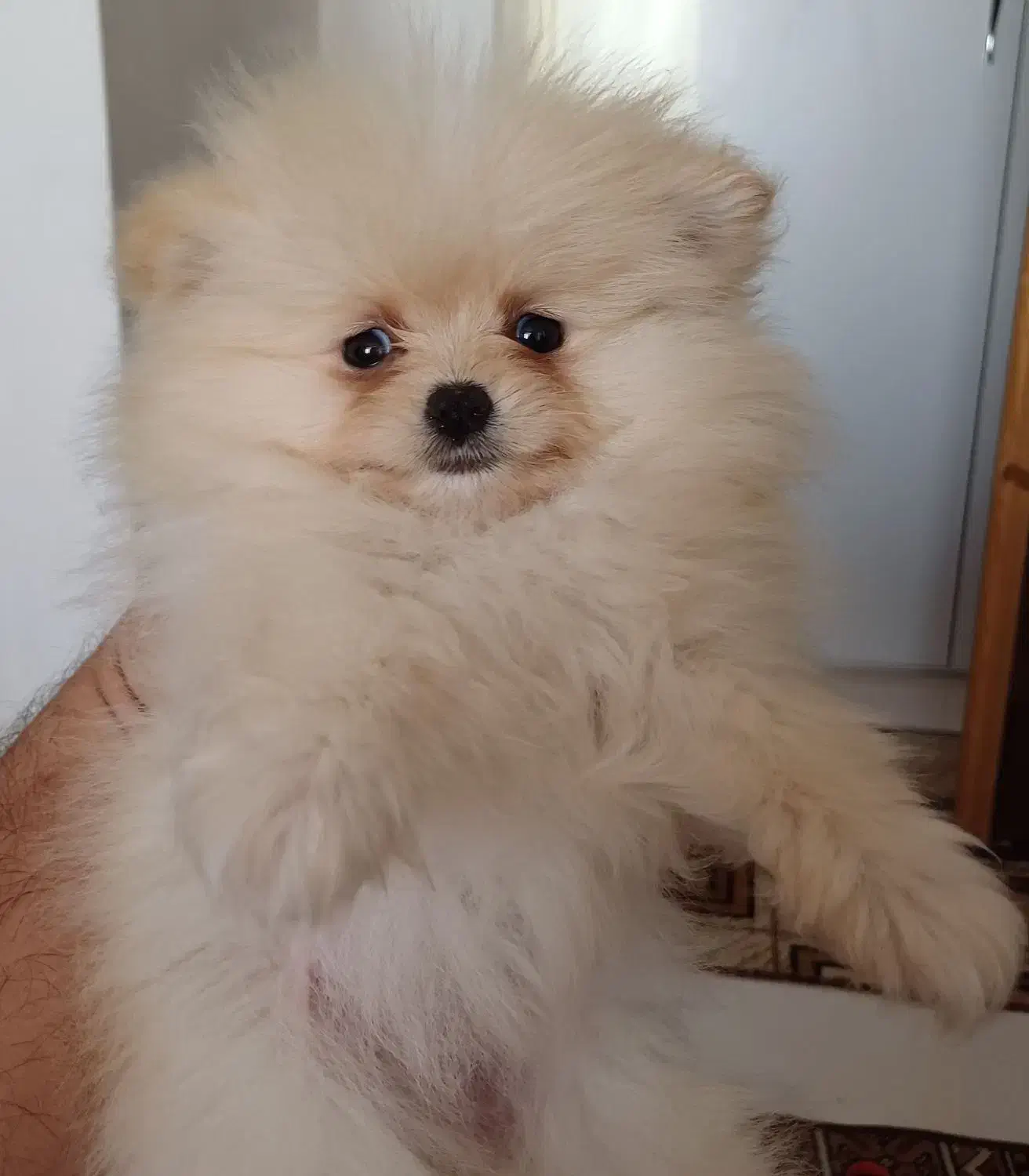 توله سگ پامرین خرسی عروسکی|سگ|قدس, شهرقدس|دیوار