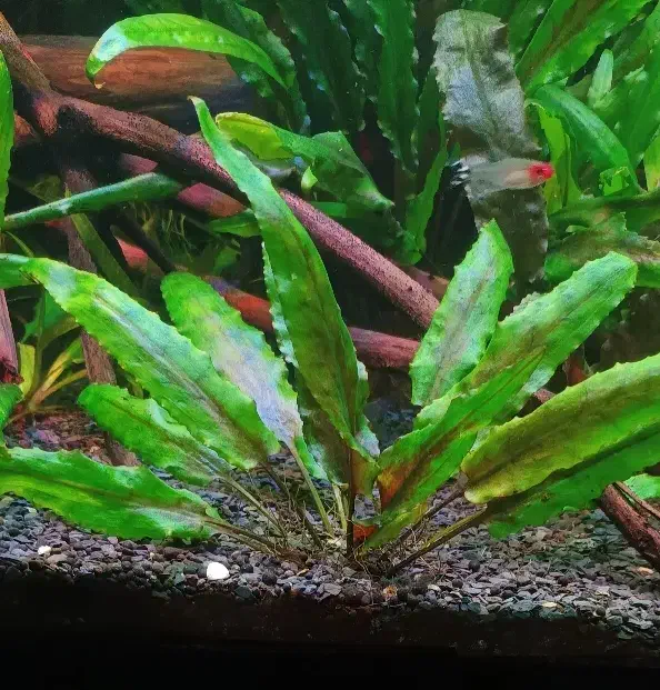 گیاه اکواریومی|ماهی|خوی, |دیوار