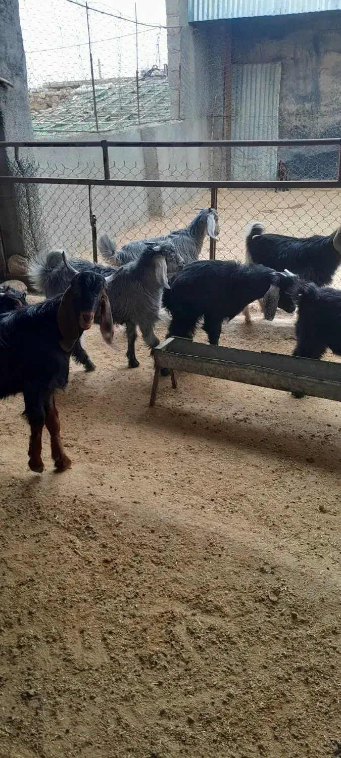 بزو بزغاله فروش|حیوانات مزرعه|آبدانان, |دیوار