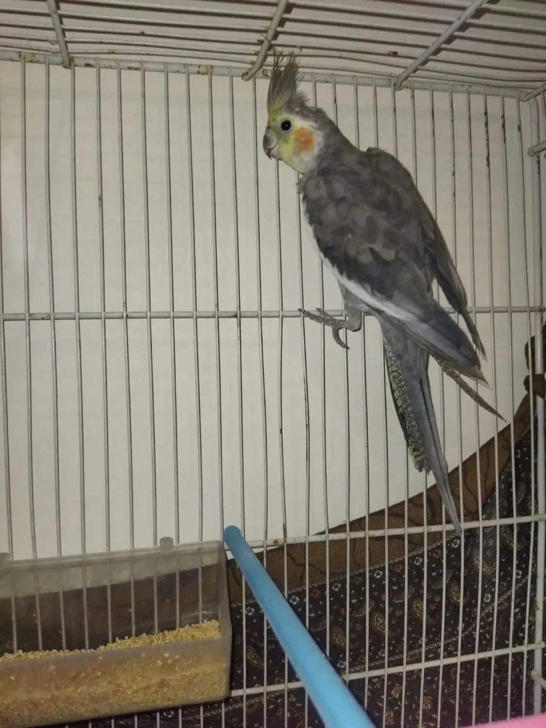 عروس هلندی|پرنده|مشهد, یاس|دیوار