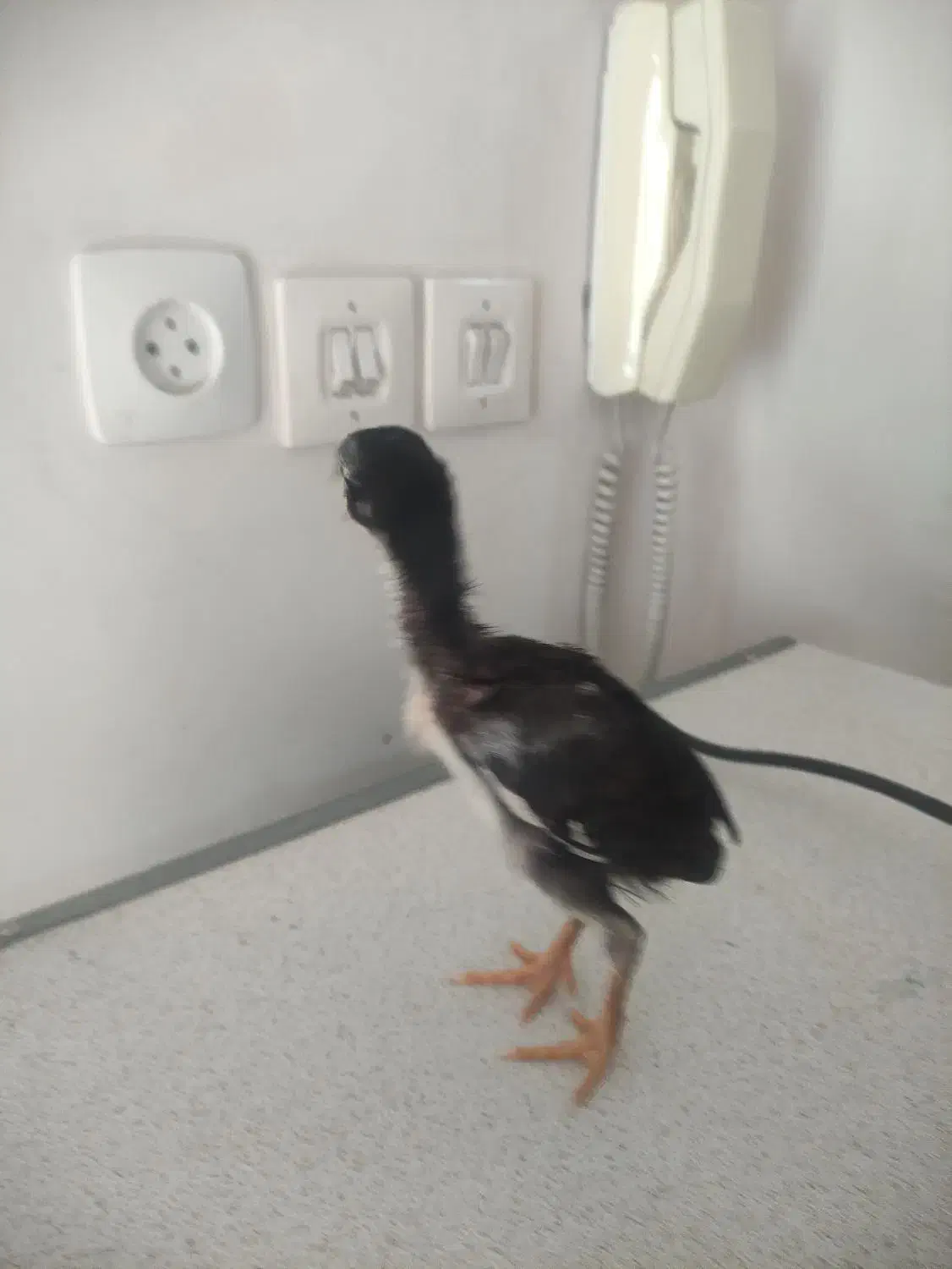 جوجه لاری|حیوانات مزرعه|کرمانشاه, |دیوار