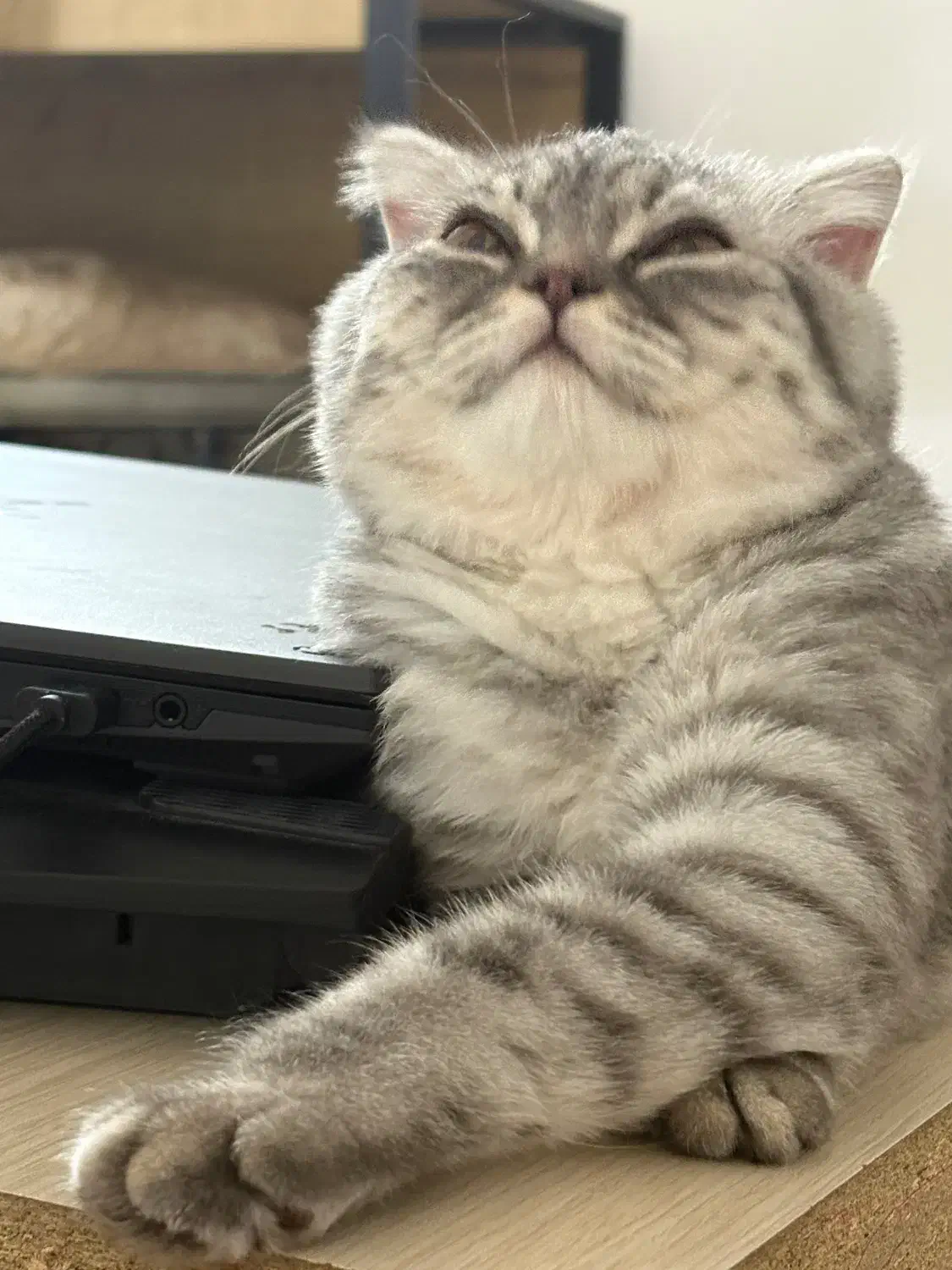 بریتیش ۶ماهه|گربه|ایرانشهر, |دیوار