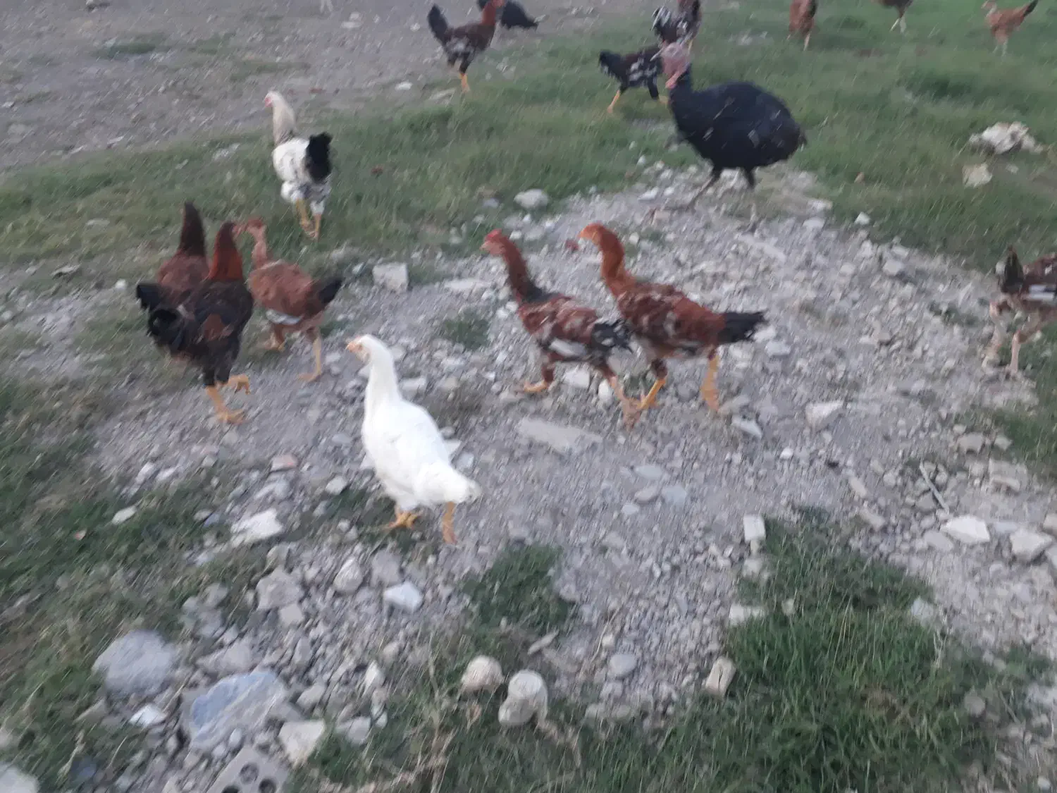 خروس گله و بوقلمون محلی|حیوانات مزرعه|گرگان, |دیوار