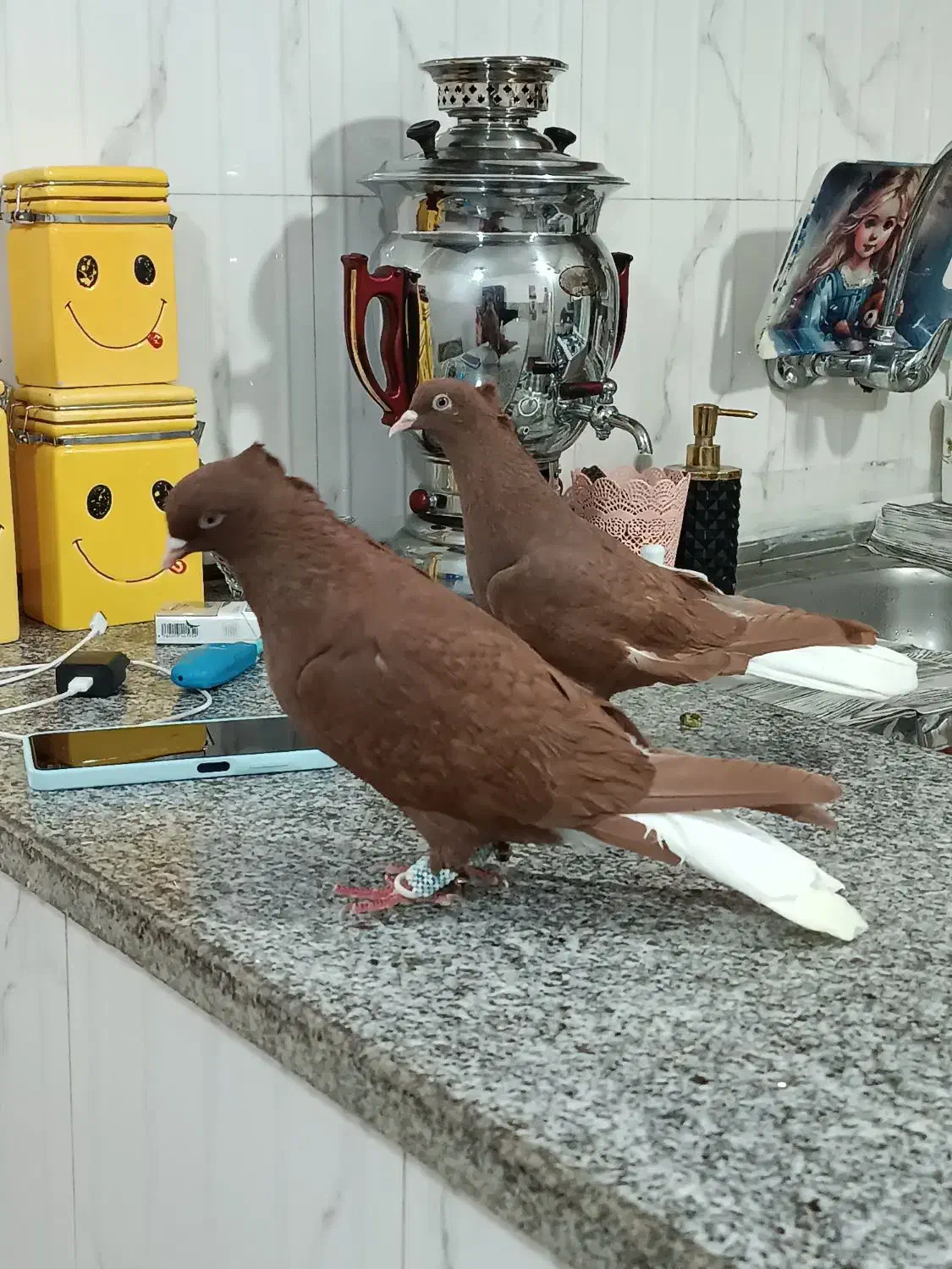 سه عدد سرخ دم سفید چهارده دم درشت مقبول|پرنده|مشهد, کوی سیدی|دیوار