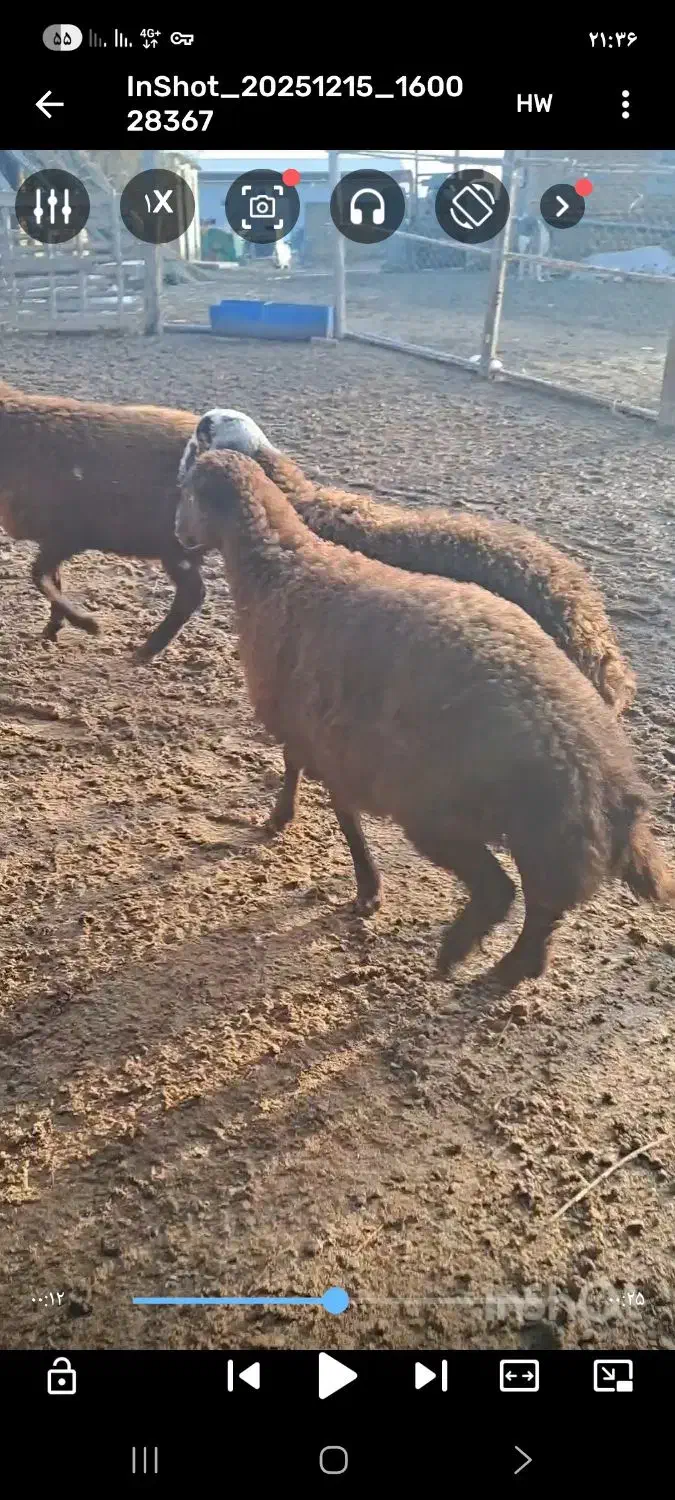 بره جنس|حیوانات مزرعه|گمیشان, |دیوار