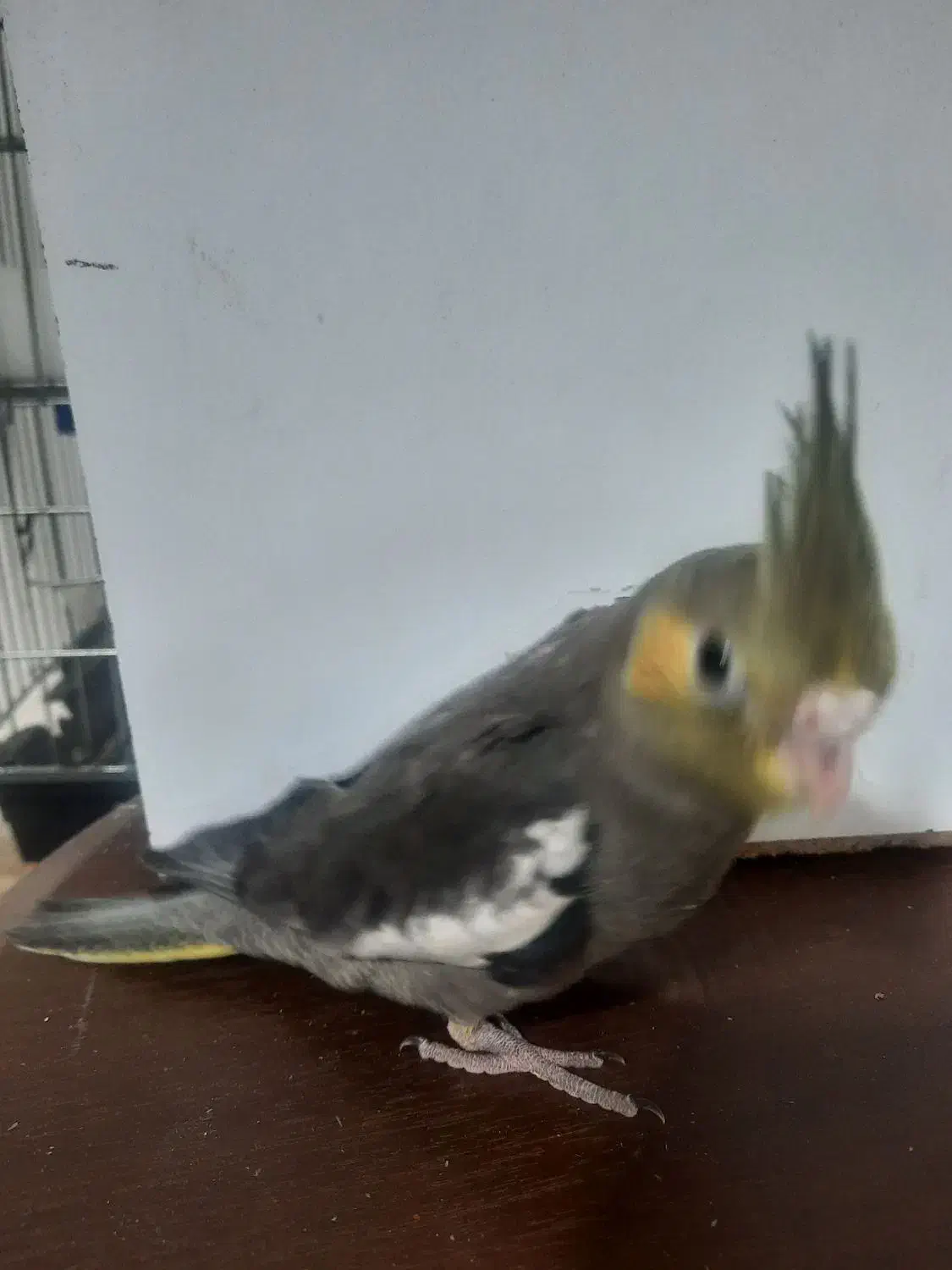 عروس هلندی|پرنده|فردیس, شهرک ناز|دیوار