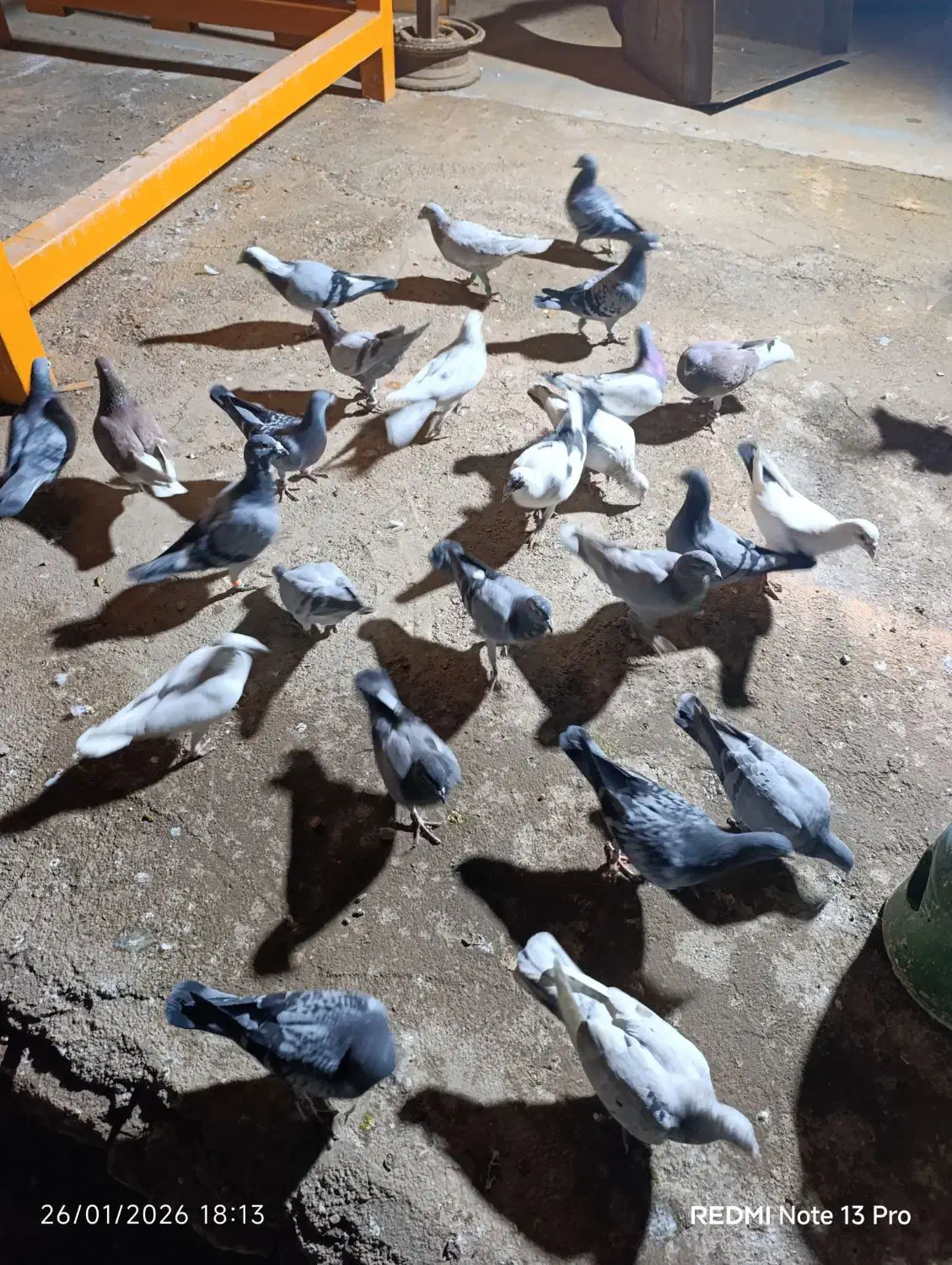 کفترپلاکی|پرنده|پاکدشت, پاکدشت (مامازند)|دیوار